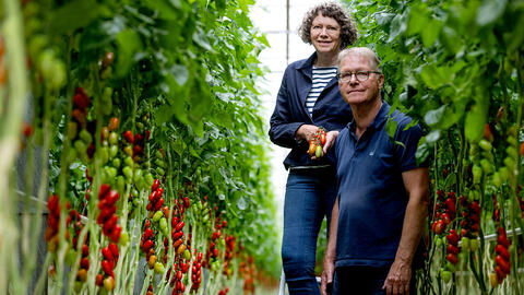 Klaus Søgård og Jytte Bach i tomathimlen. Foto: Nils Lund