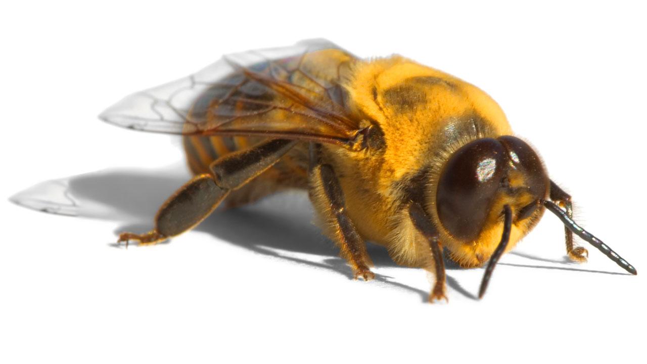 Nærbillede af en bi