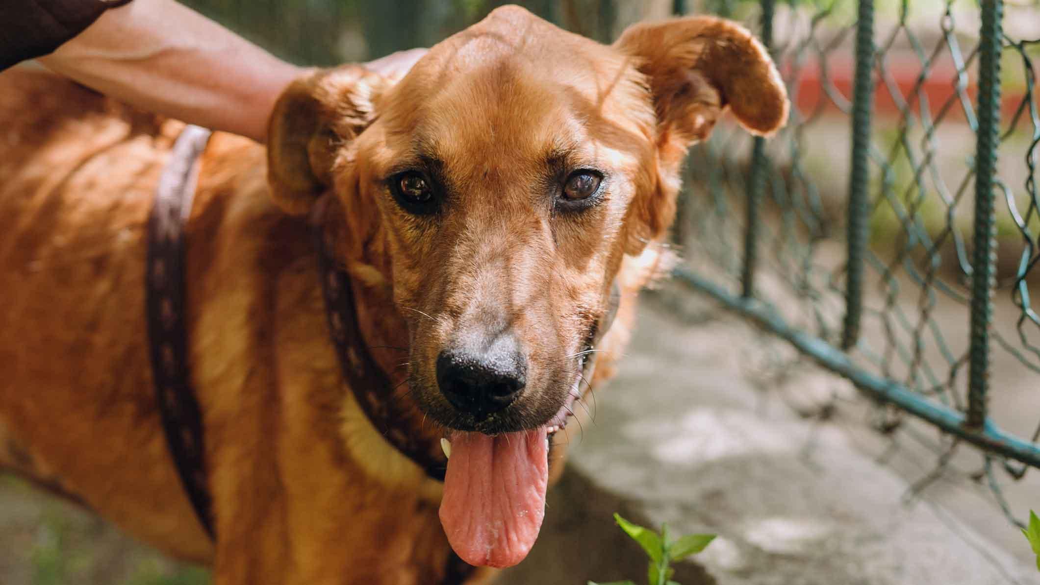 Hund med tungen ud af munden foran hegn