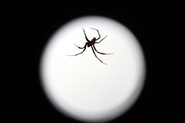Selv om de er mange gange mindre end os selv, kan edderkopper virke skræmmende s