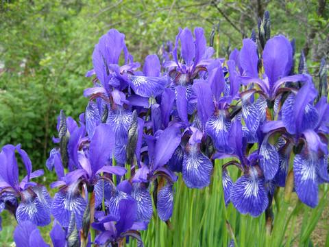 Blå iris blomstrer i marts