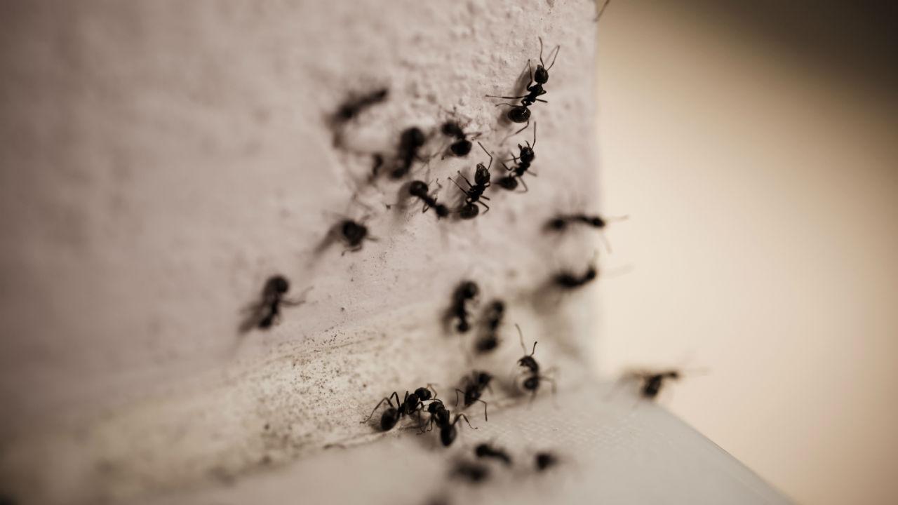 Myrere på vej ind over et dørtrin