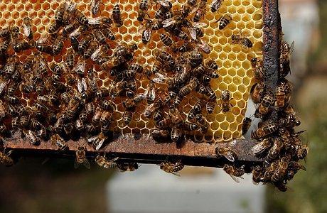 honningbier på tavle