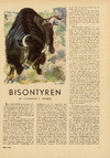 Bisontyren