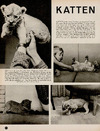 Katten
