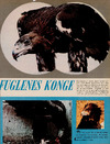 Fuglenes konge
