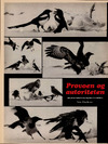 Provoen og autoriteten 