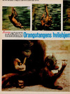 Orangutangens hvilehjem - Borneos jungle 