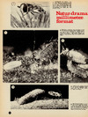 Natur-drama milimeter-format 
