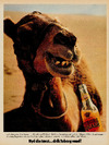 Nyd din tørst…drik Tuborg vand!