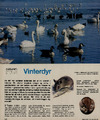 Naturen nu: vinterdyr 