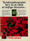 Tyrolerpelargonier bli'r til et væld af dejlige blomster