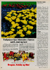 Tulipaner kan blomstre i haven april, maj og juni 
