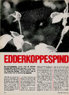 Edderkoppespind