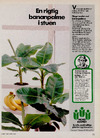 En rigtig bananpalme i stuen 
