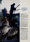 Fisken der har skabt historie