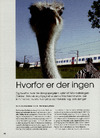 Hvorfor er der ingen zebraer i Holbæk?
