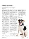Blodhundene