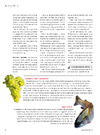 Vinguiden: Halshug boblerne 