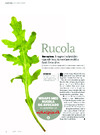 Rucola 