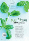 Basilikum