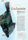 Rødspætte