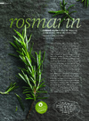 Råvaren: Rosmarin