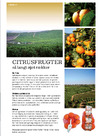Citrusfrugter så langt øjet rækker