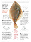 Knæk fiskekoden