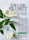 Hyldeblomst
