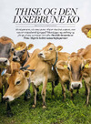 Thise og den lysebrune ko