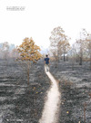 Palmeolie klimasynderen, der er svær at undgå