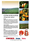 Citrusfrugter så langt øjet rækker