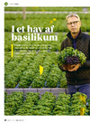 I et hav af basilikum