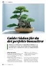 Guide: Sådan får du det perfekte bonsaitræ