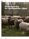 Påskelam fra De Sjællandske Alper