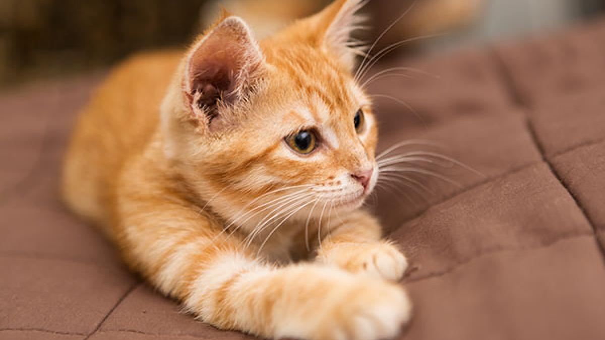 Udgående lungebetændelse Køre ud Hvornår skal min kat vaccineres? | Samvirke