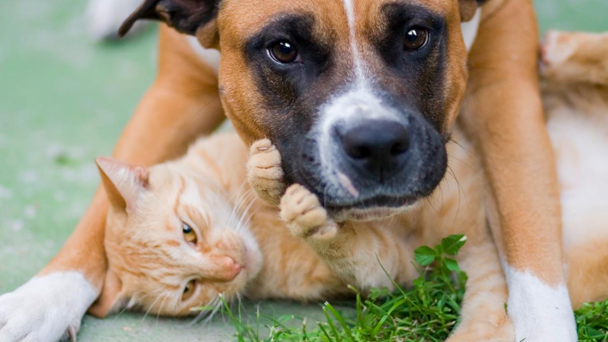 Pebish tørre Krudt Kæledyr: Så mange hunde, katte og marsvin må du have ifølge reglerne |  Samvirke