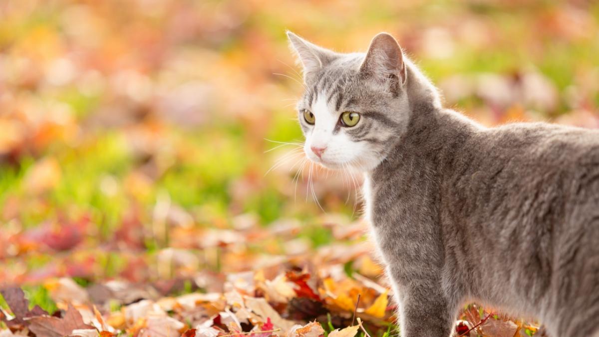 aktivt acceptere Natura Sådan finder du en bortløben kat | Samvirke