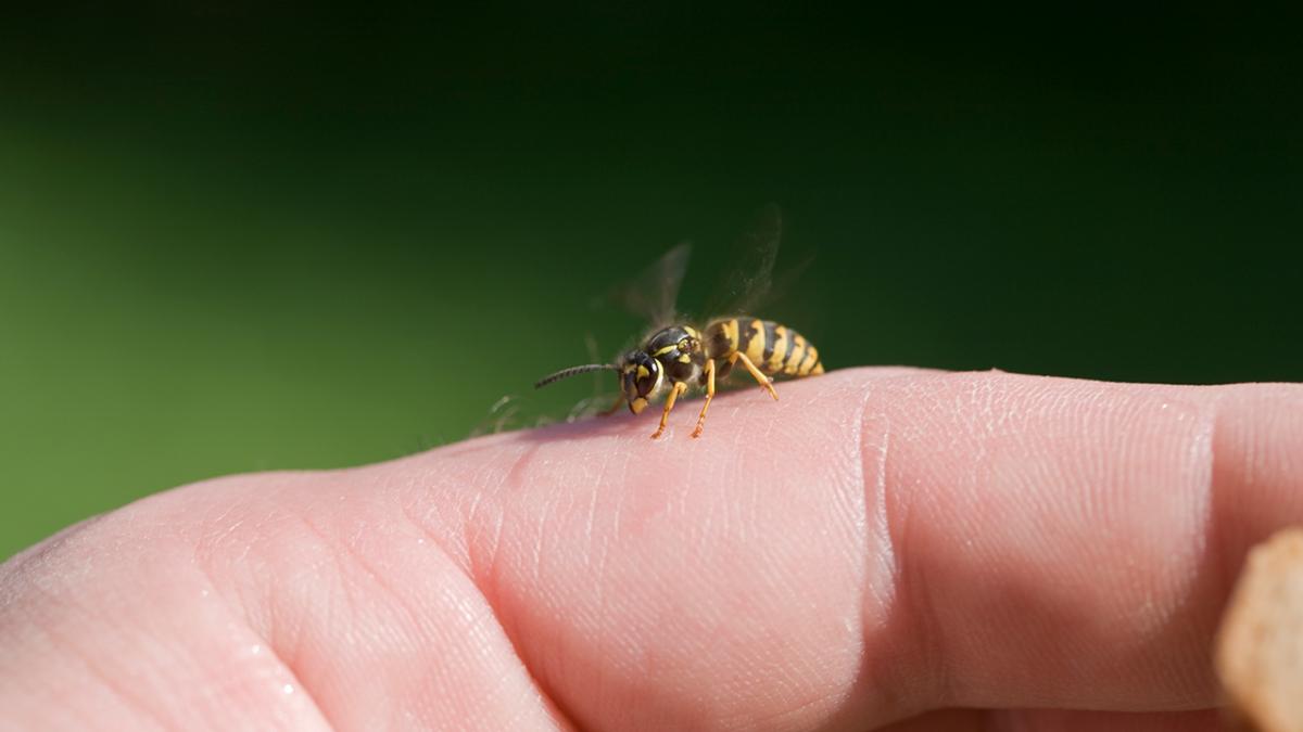 I udlandet Markér Premonition Hvad skal du gøre, hvis du bliver stukket af en hveps eller bi? | Samvirke