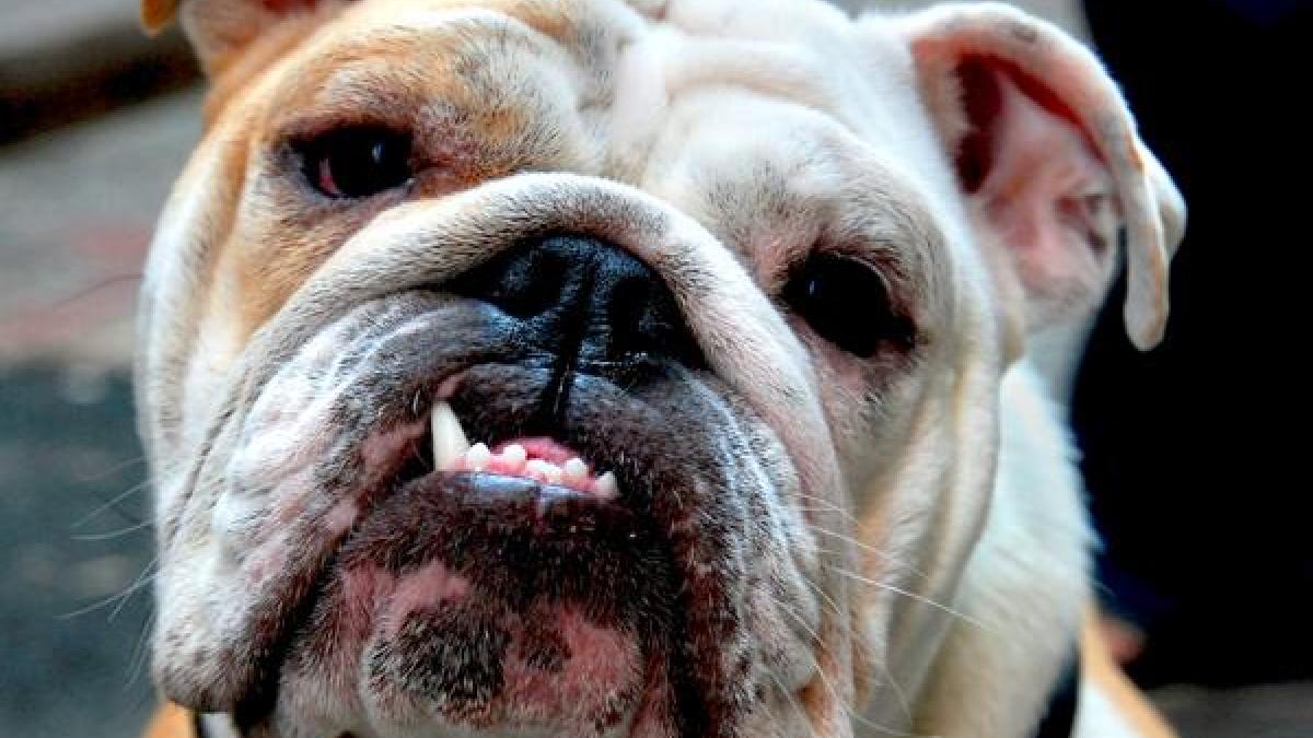 10 ting du aldrig må give din hund
