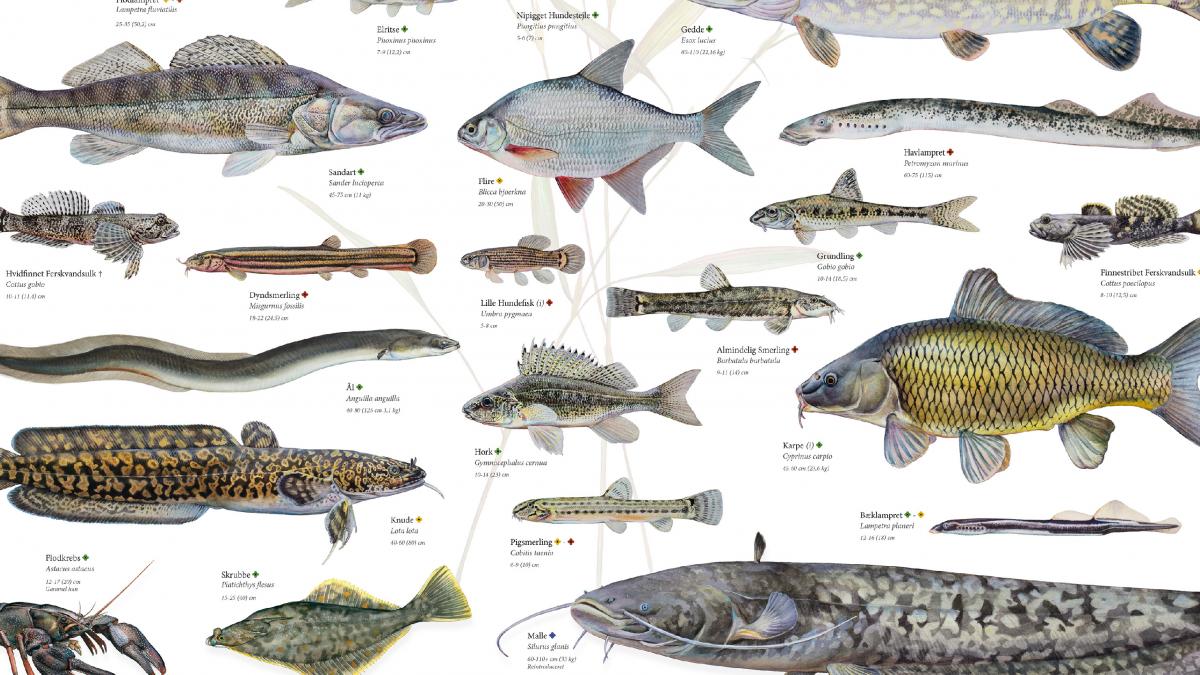 9 fisk, du (stadig) kan se i Danmark | Samvirke