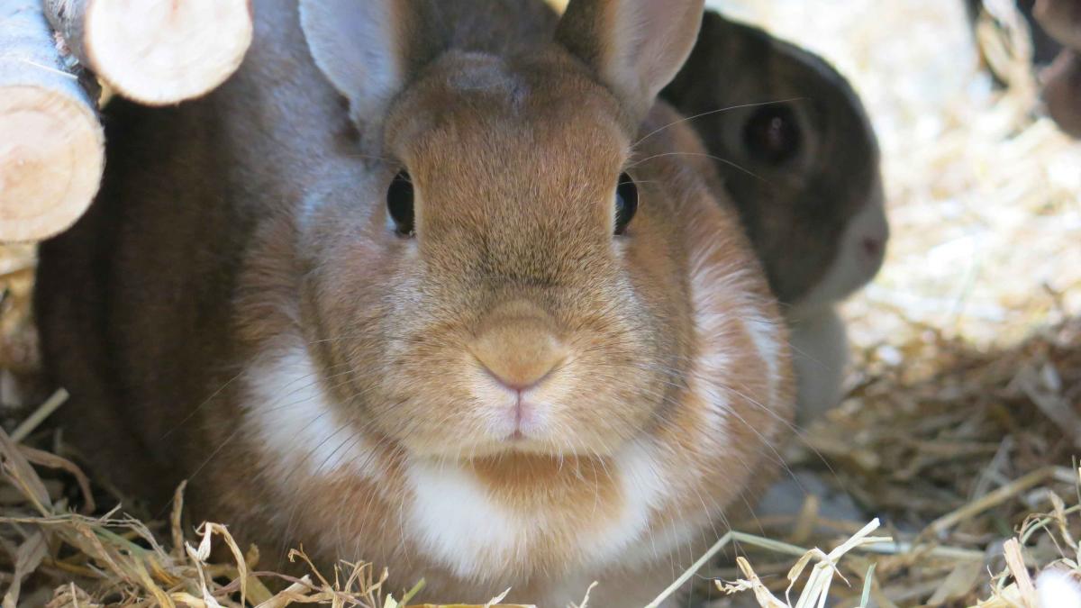 pålidelighed plan Galaxy Befri din kanin: Derfor bør du lukke Ninus ud af buret og gøre den til en  del af familien | Samvirke