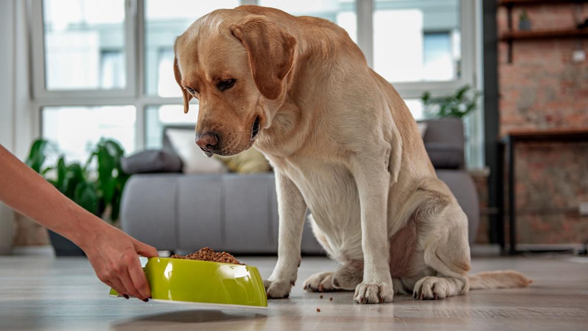 Du kan godt give din hund foder fra supermarkedet, hvis ellers er sund og rask | Samvirke