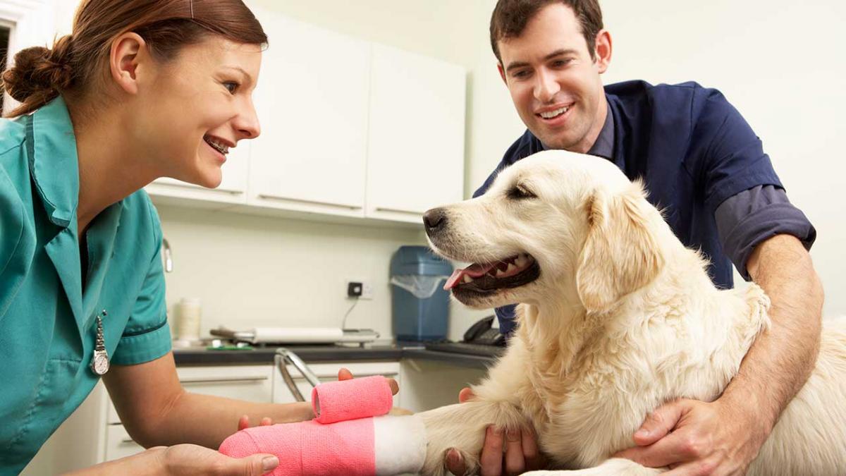 Førstehjælp din hund: hunden har skåret sig | Samvirke