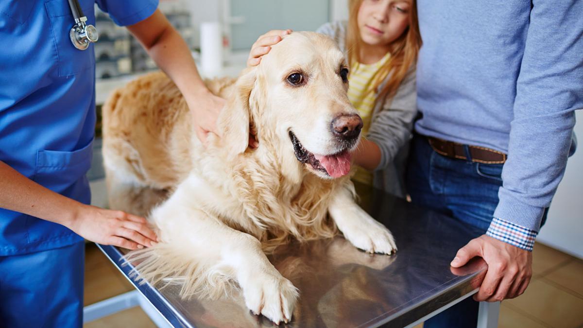 Massage Fortælle Automatisering Hunde med helbredsproblemer: Det fejler de mest udbredte hunderacer |  Samvirke