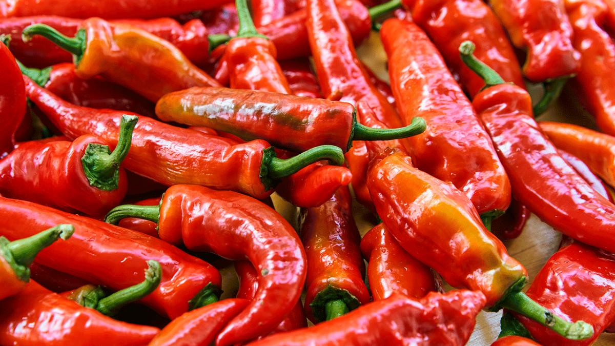 Måler seksuel smal Hvorfor brænder det, når jeg spiser chili? | Samvirke