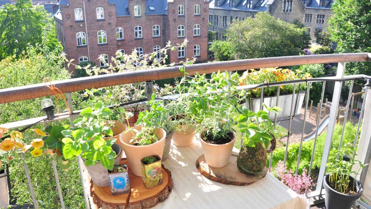 5 grøntsager, du kan dyrke på altanen |