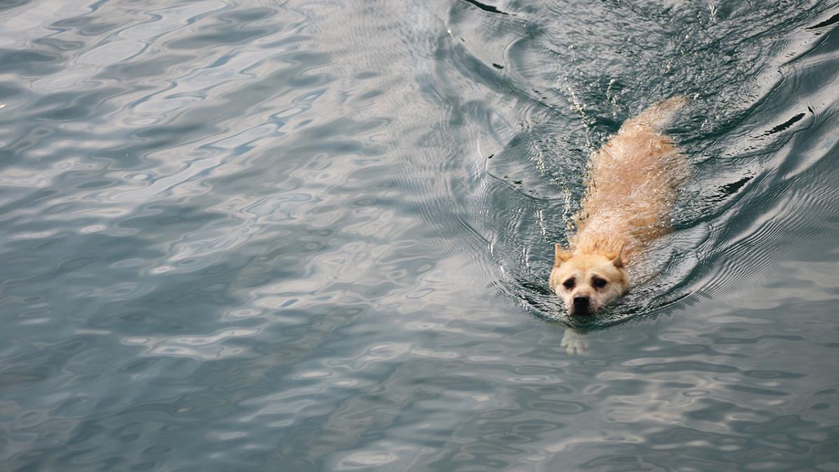 kandidat pause Spiritus Førstehjælp: Hvis hunden får vandhale | Samvirke