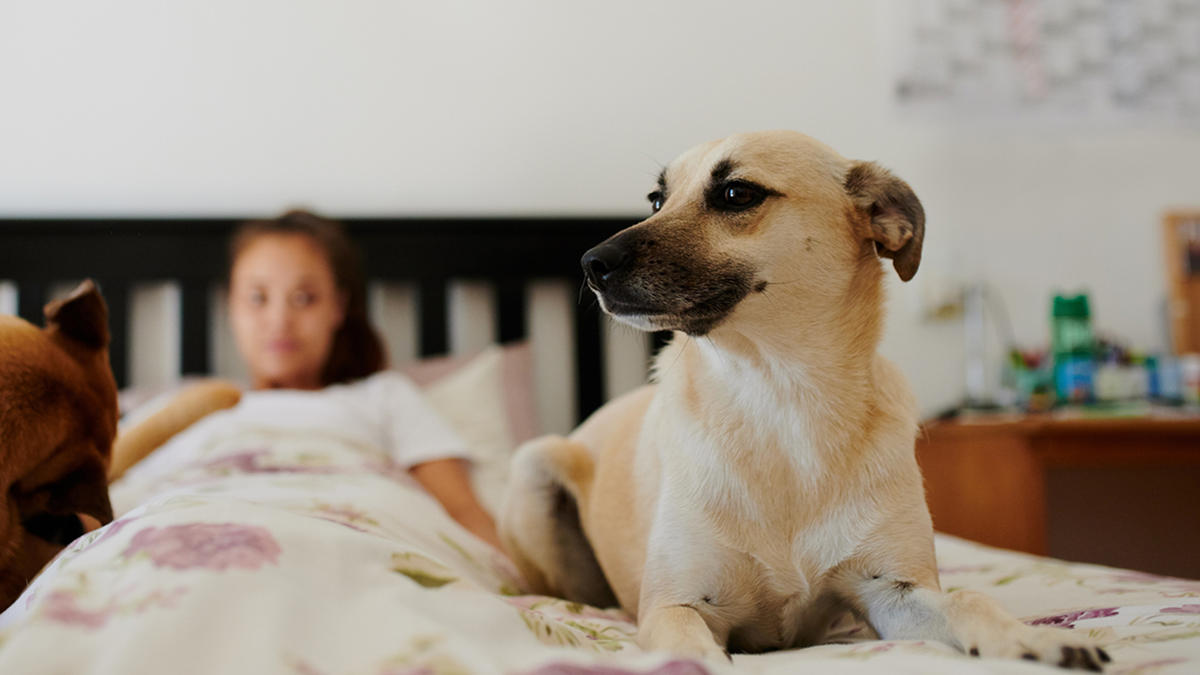 hovedsagelig Sikker Sommetider Er kæledyr i sengen en god idé? | Samvirke